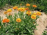 filimica (galbenele) planta medicinala